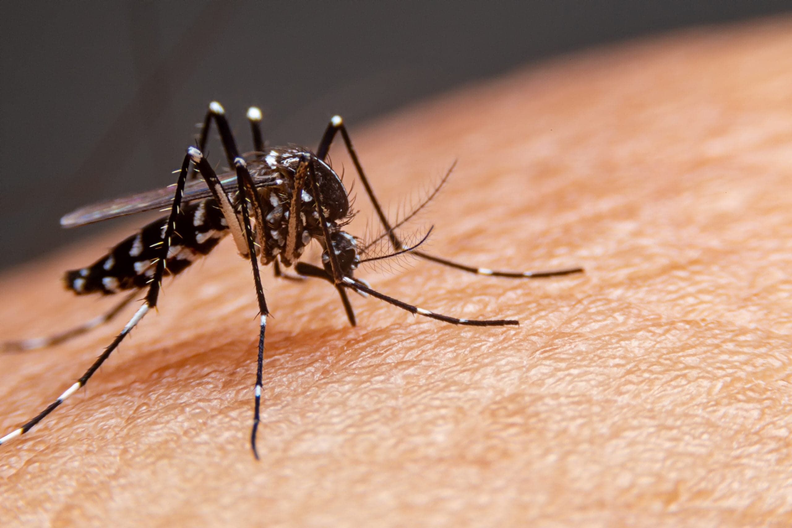 Saúde divulga novo balanço da dengue em Concórdia e mantém alerta à população - Aliança News